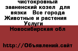 чистокровный зааненский козел  для вязки - Все города Животные и растения » Услуги   . Новосибирская обл.